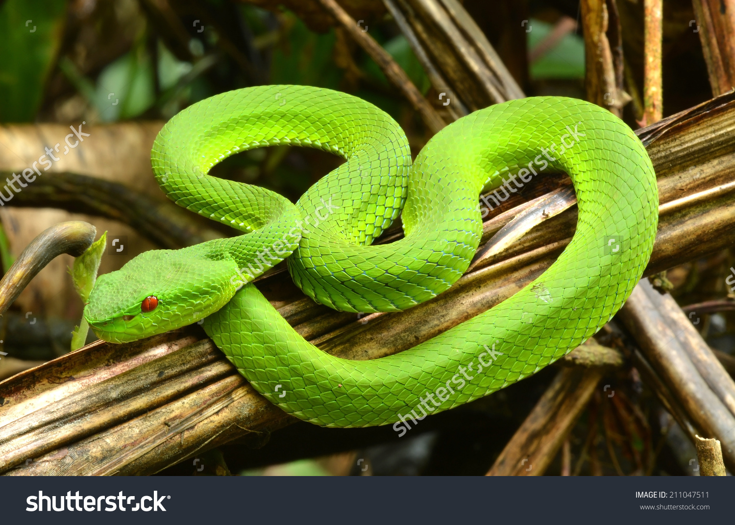 Green Pit Viper clipart #10, Download drawings