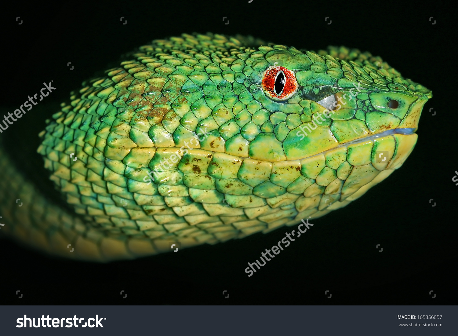 Green Pit Viper clipart #2, Download drawings