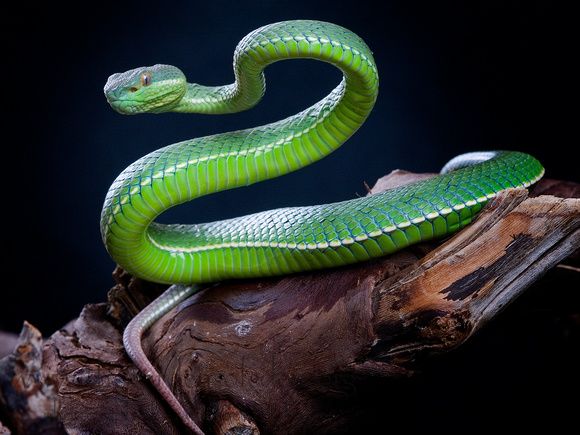 White-lipped Pit Viper coloring #4, Download drawings