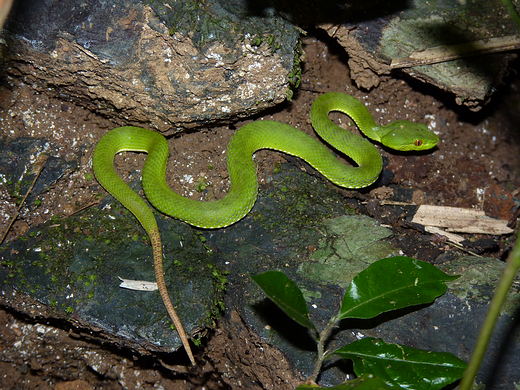 White-lipped Pit Viper coloring #2, Download drawings