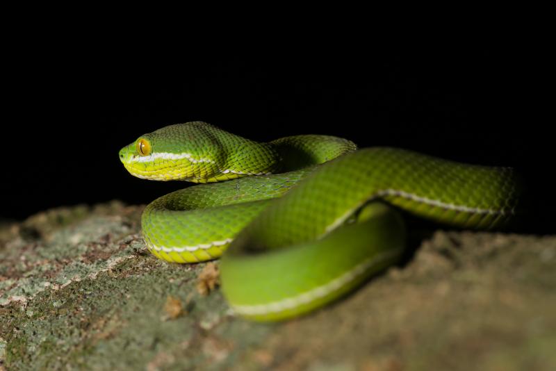 Green Pit Viper svg #7, Download drawings