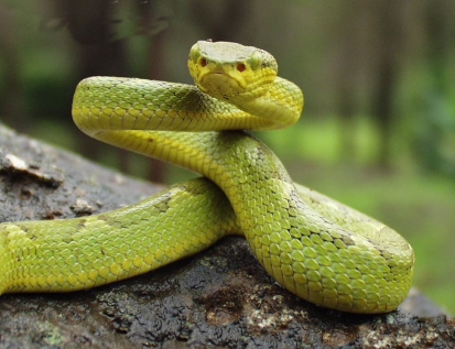 Green Pit Viper svg #15, Download drawings