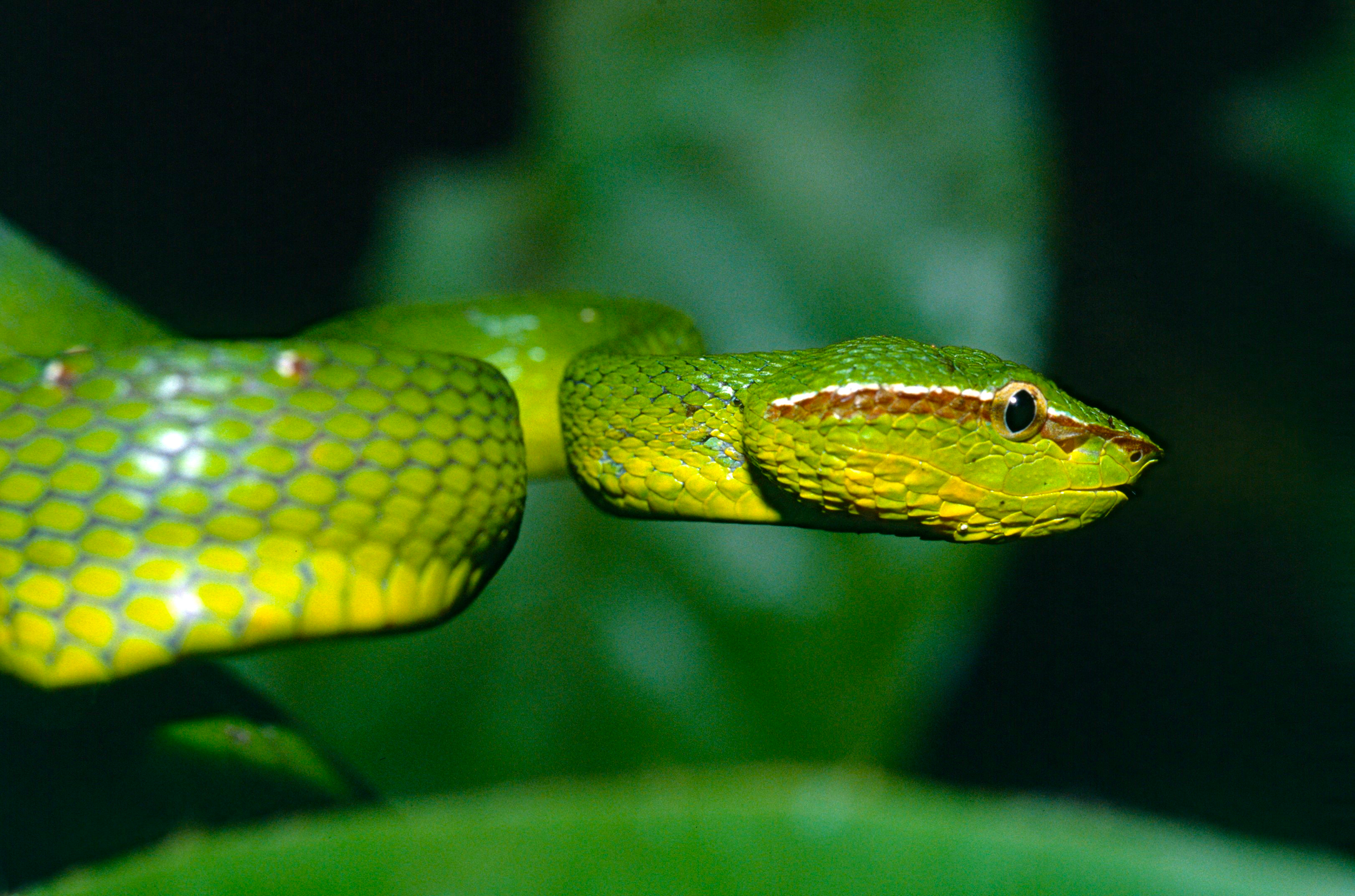 Green Pit Viper svg #2, Download drawings