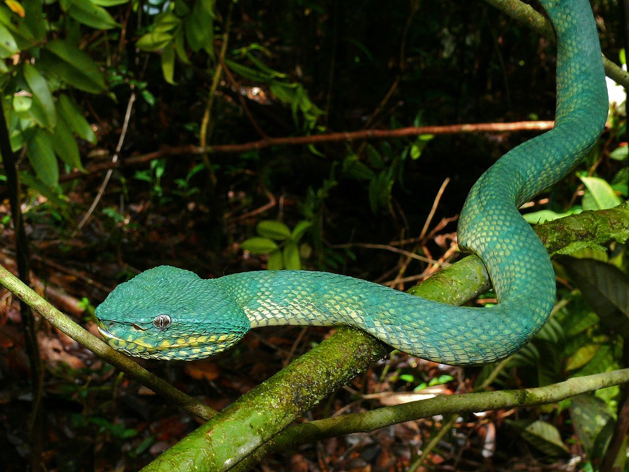 Green Pit Viper svg #19, Download drawings
