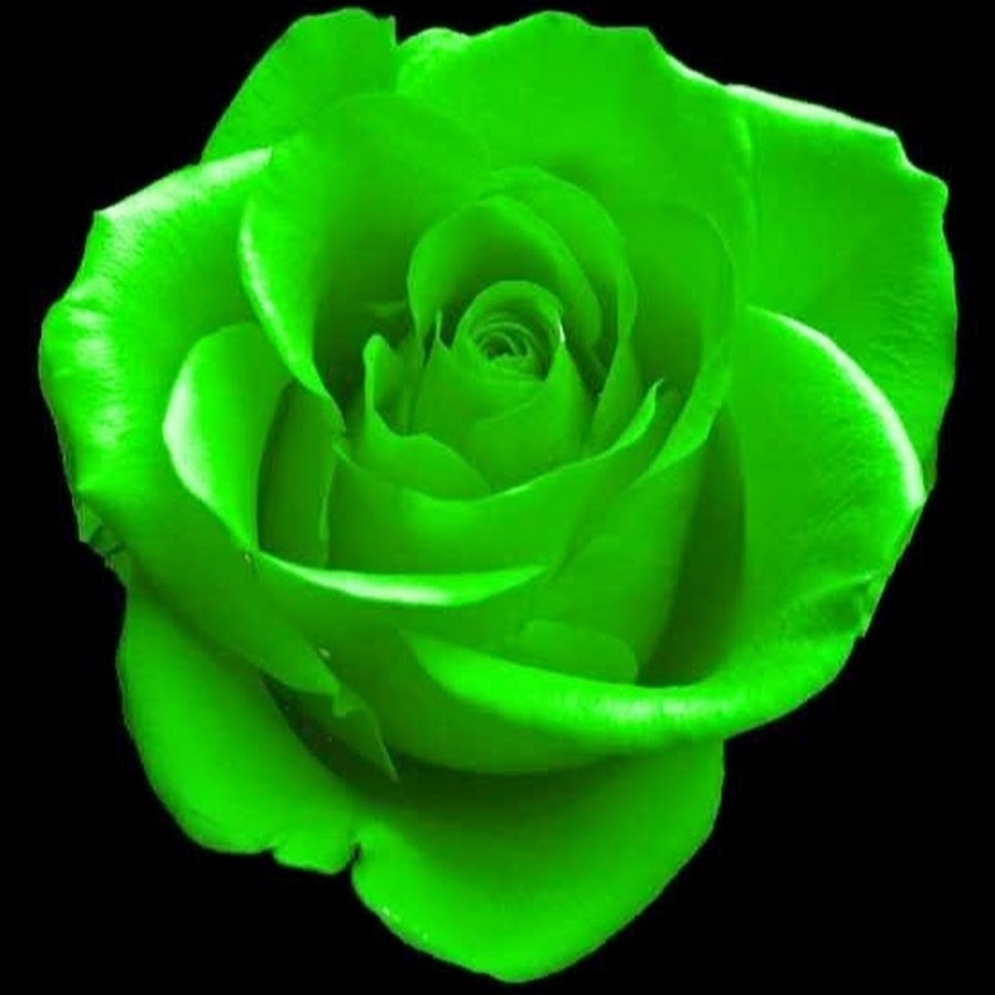 Green Rose clipart #16, Download drawings