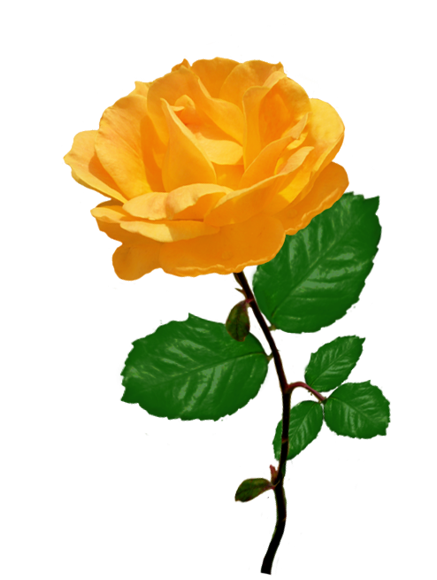 Green Rose clipart #5, Download drawings