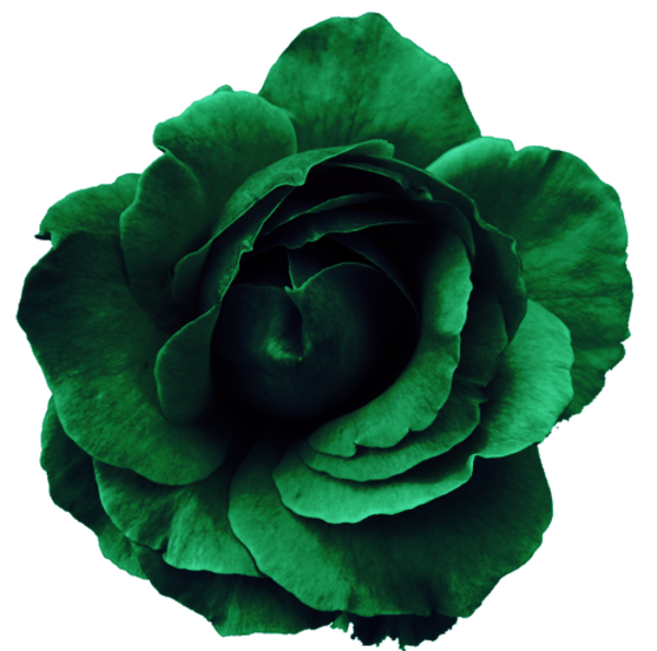 Green Rose clipart #12, Download drawings