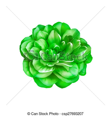 Green Rose clipart #17, Download drawings