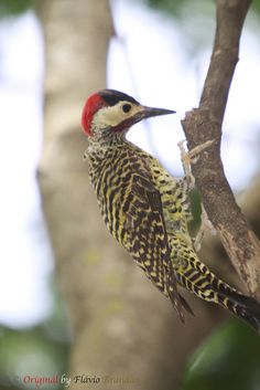 Green-barred Woodpecker clipart #15, Download drawings
