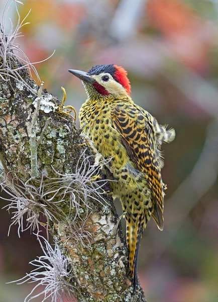 Green-barred Woodpecker clipart #9, Download drawings