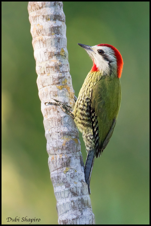 Green-barred Woodpecker clipart #8, Download drawings