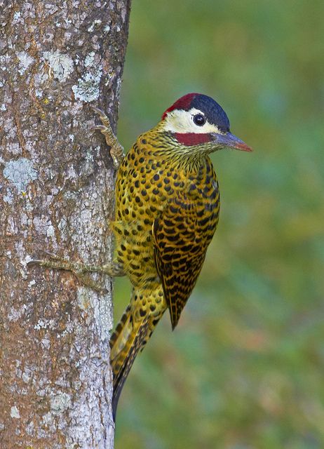 Green-barred Woodpecker coloring #1, Download drawings