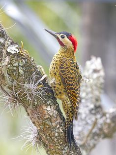 Green-barred Woodpecker clipart #5, Download drawings