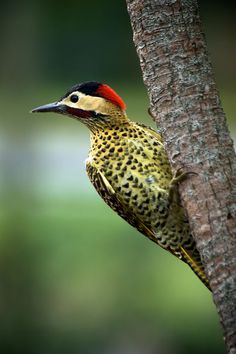 Green-barred Woodpecker clipart #17, Download drawings
