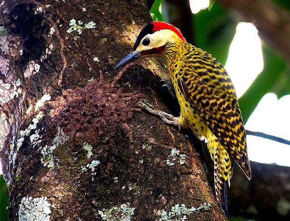 Green-barred Woodpecker clipart #10, Download drawings