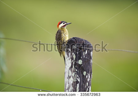 Green-barred Woodpecker clipart #20, Download drawings