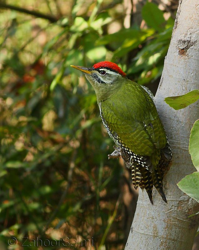 Green-barred Woodpecker clipart #7, Download drawings