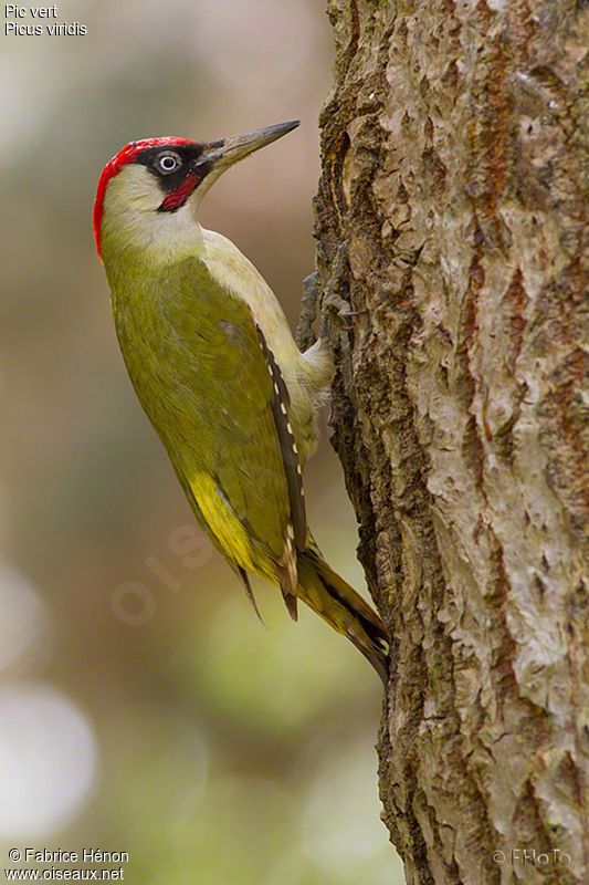 Green-barred Woodpecker clipart #6, Download drawings