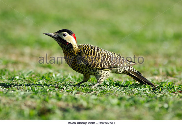 Green-barred Woodpecker coloring #18, Download drawings