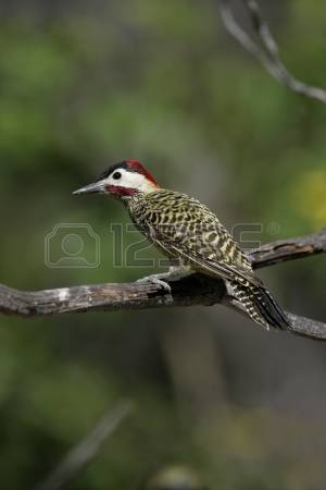 Green-barred Woodpecker coloring #20, Download drawings