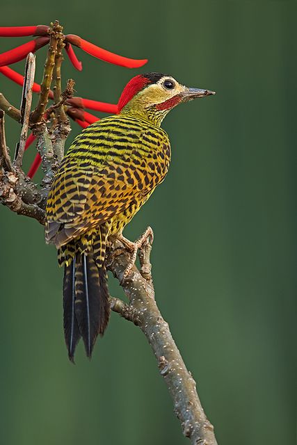 Green-barred Woodpecker coloring #2, Download drawings