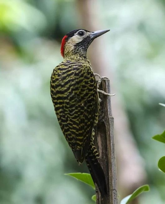 Green-barred Woodpecker coloring #4, Download drawings