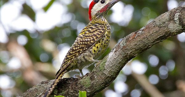 Green-barred Woodpecker coloring #7, Download drawings