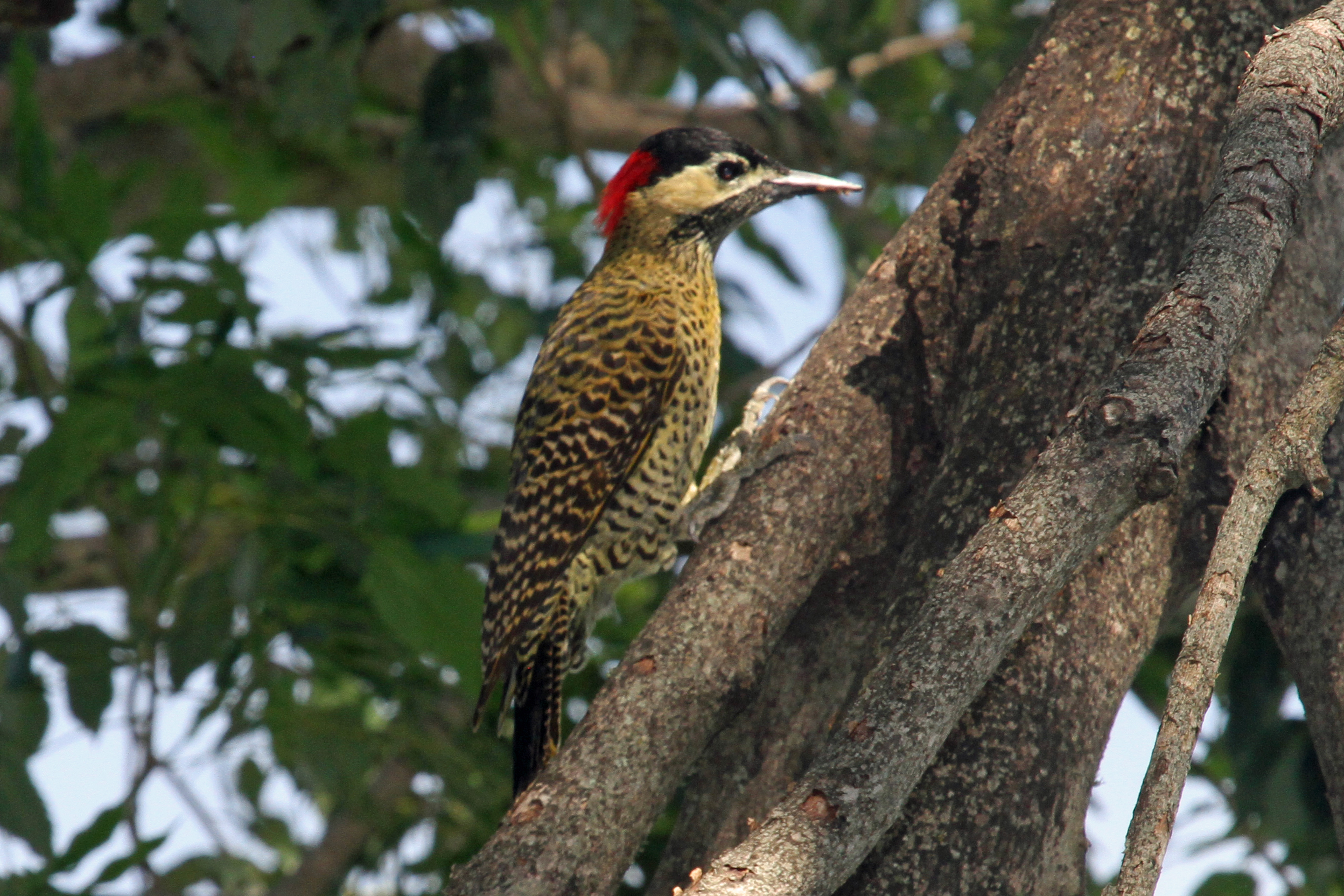 Green-barred Woodpecker svg #11, Download drawings