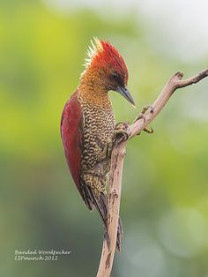 Green-barred Woodpecker svg #1, Download drawings