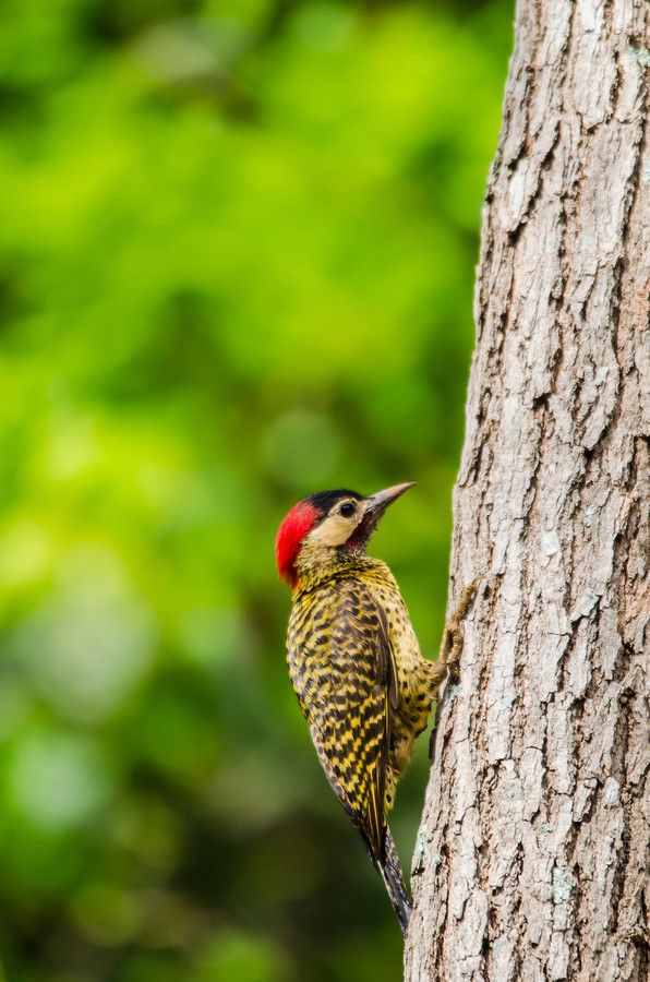 Green-barred Woodpecker svg #16, Download drawings