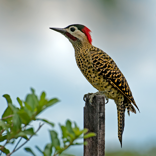 Green-barred Woodpecker svg #14, Download drawings