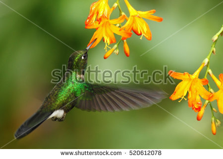 Green-throated Bird Of Paradise clipart #10, Download drawings