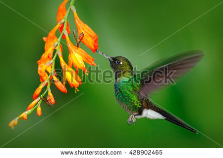 Green-throated Bird Of Paradise clipart #3, Download drawings