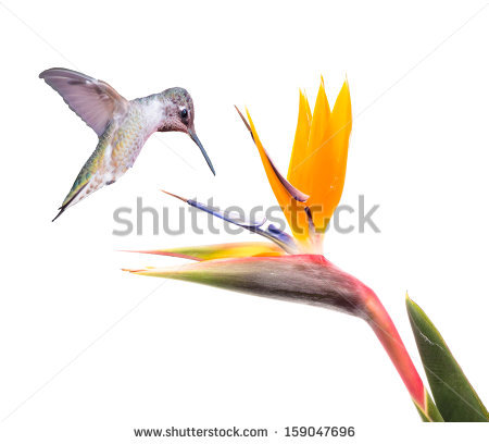 Green-throated Bird Of Paradise clipart #20, Download drawings