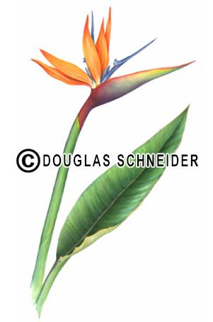 Green-throated Bird Of Paradise clipart #11, Download drawings
