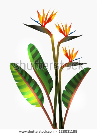 Green-throated Bird Of Paradise clipart #15, Download drawings