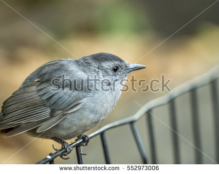 Grey Catbird clipart #7, Download drawings
