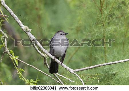 Grey Catbird clipart #17, Download drawings