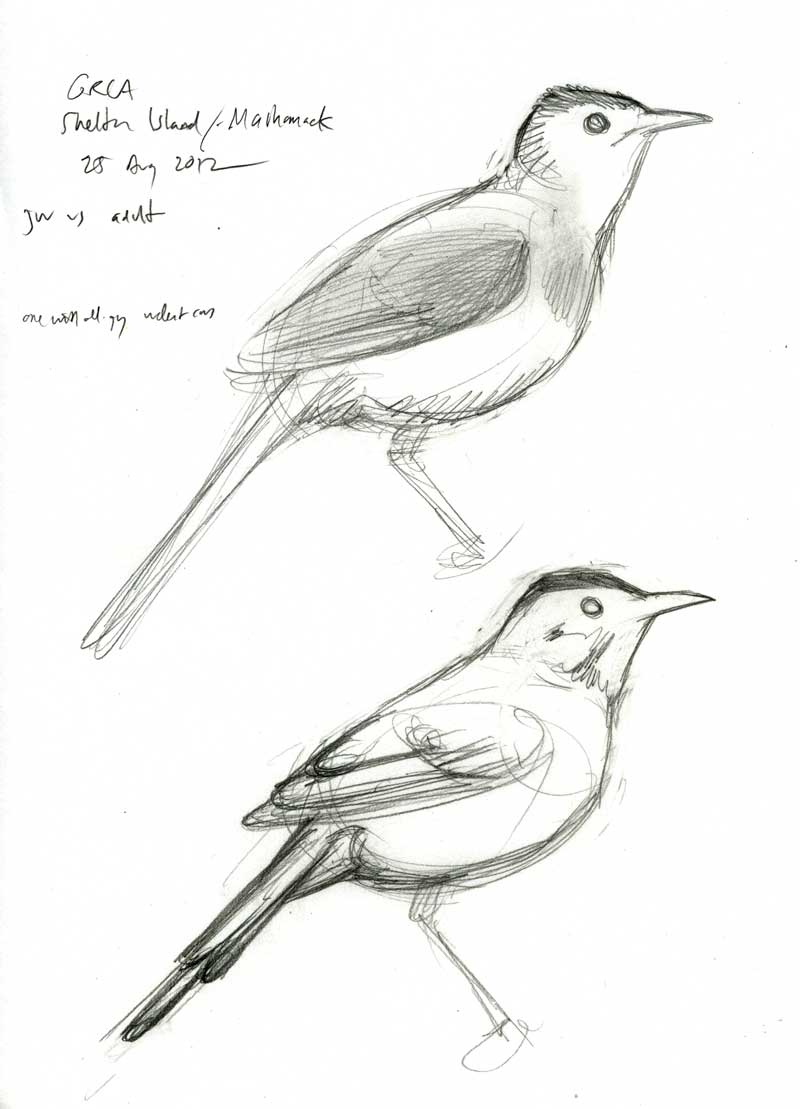 Grey Catbird coloring #20, Download drawings