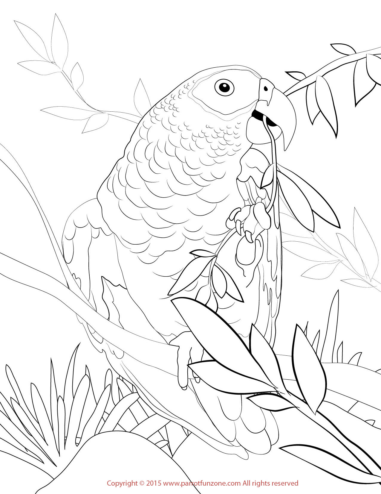 African Parrot coloring #2, Download drawings
