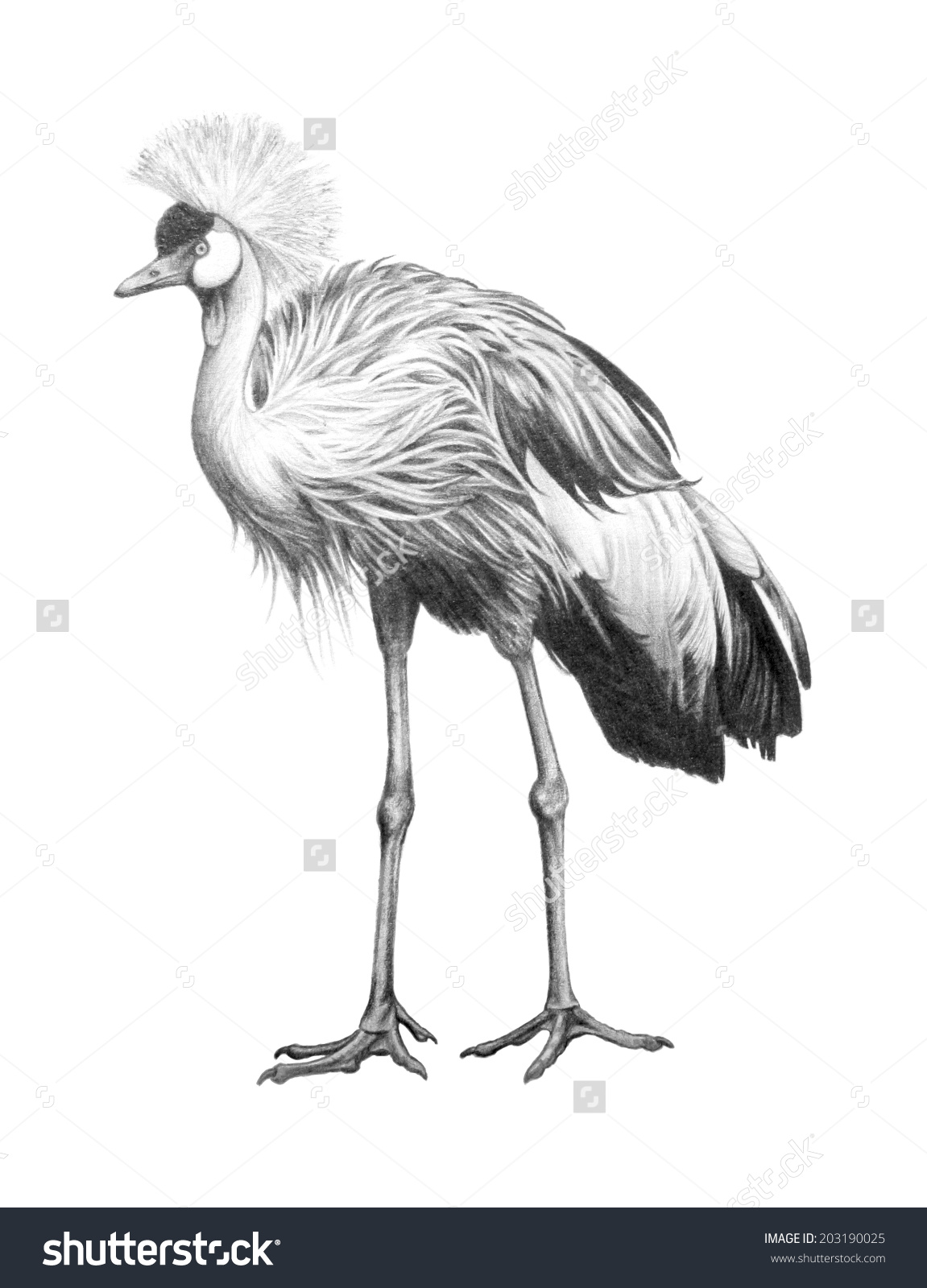 Grey Crowned Crane clipart #6, Download drawings