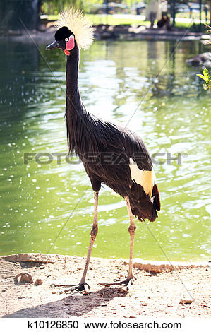 Grey Crowned Crane clipart #7, Download drawings