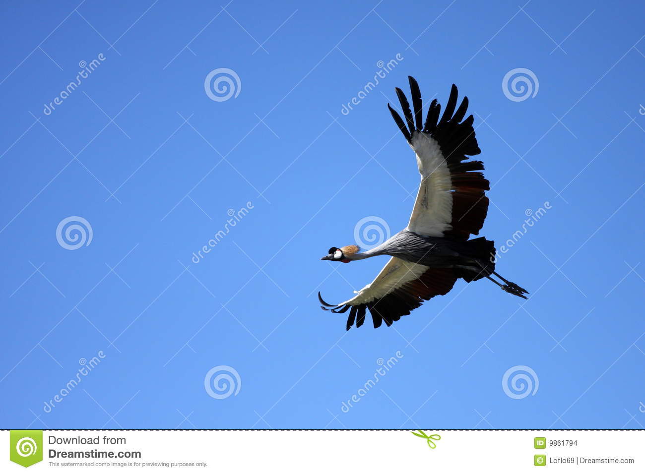 Grey Crowned Crane clipart #4, Download drawings