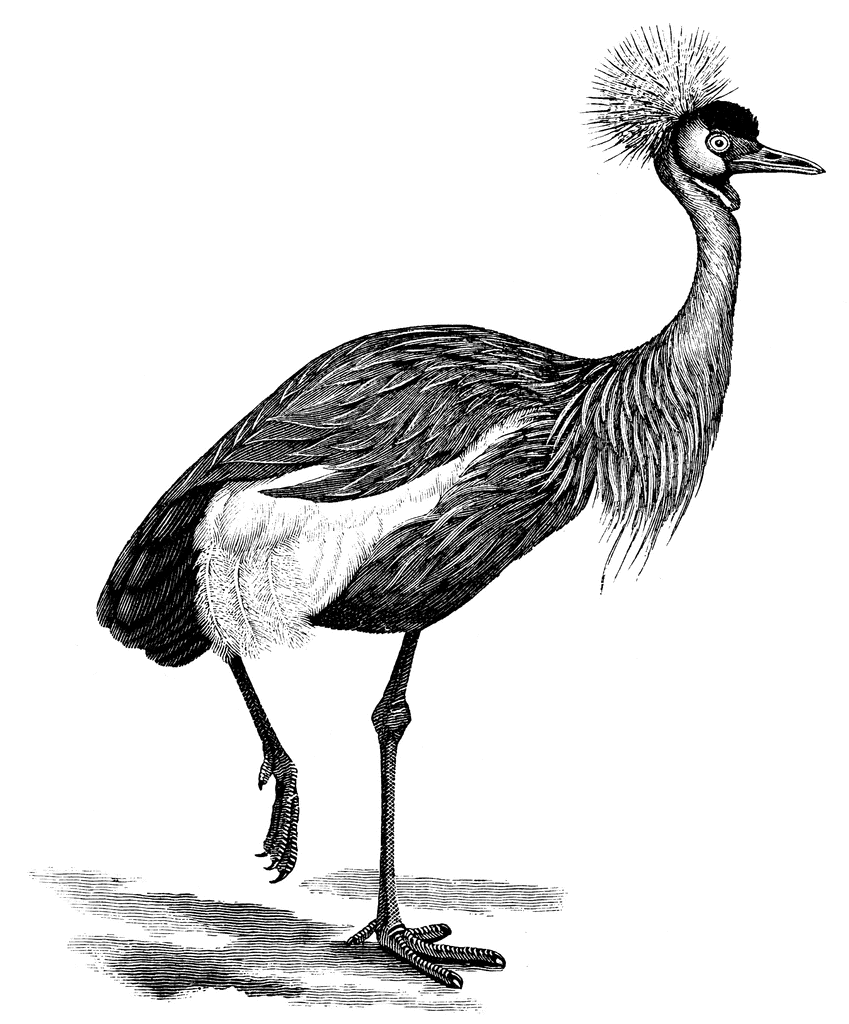 Grey Crowned Crane clipart #3, Download drawings