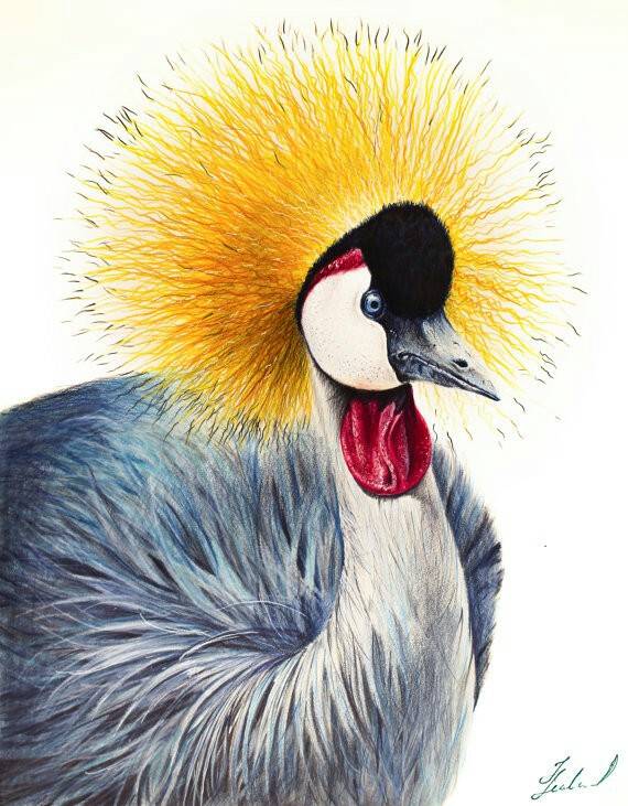 Grey Crowned Crane coloring #18, Download drawings