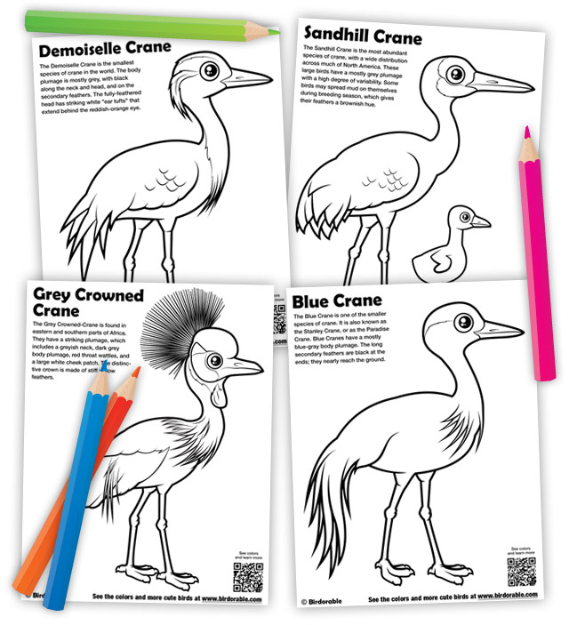 Red-crowned Crane coloring #1, Download drawings