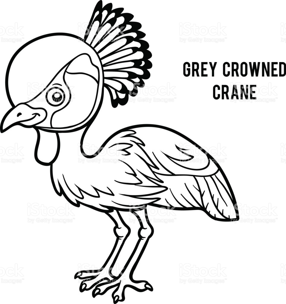 Grey Crowned Crane coloring #10, Download drawings