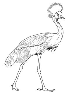Grey Crowned Crane coloring #5, Download drawings