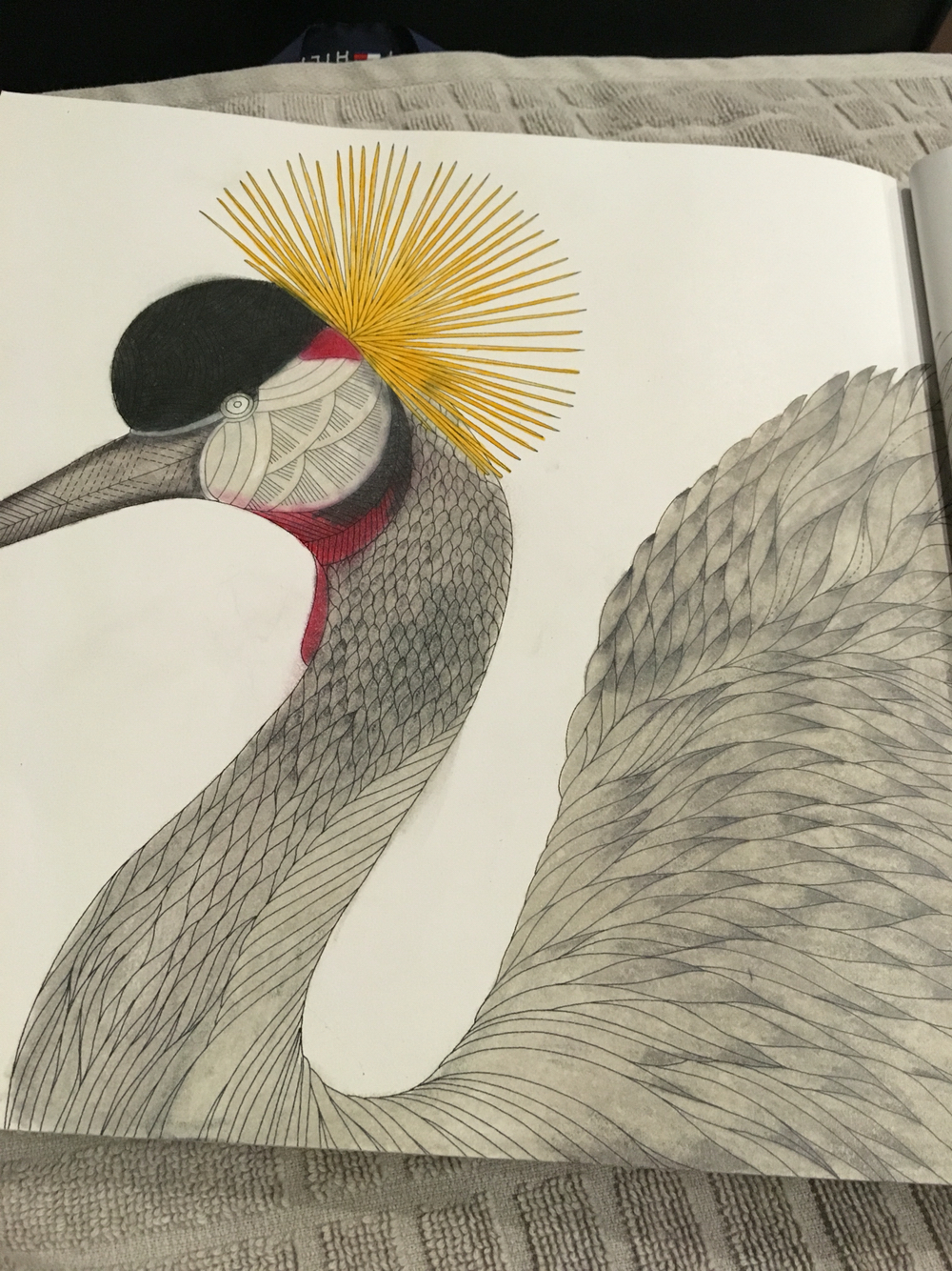 Grey Crowned Crane coloring #20, Download drawings