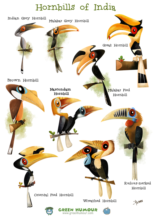 Grey Hornbill clipart #13, Download drawings